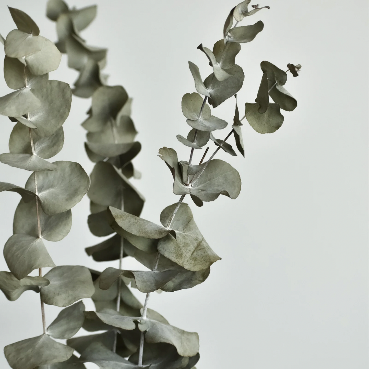 Nettoyant Salle de bain et céramique - Eucalyptus