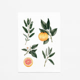 Illustration décorative - Sauge et pamplemousse
