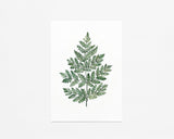 Illustration décorative - Fougères