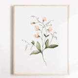 Illustration décorative - Pois de senteur