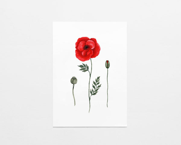 Illustration décorative - Fleur de pavot