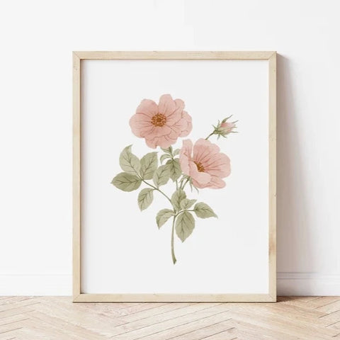 Illustration décorative - Roses sauvages